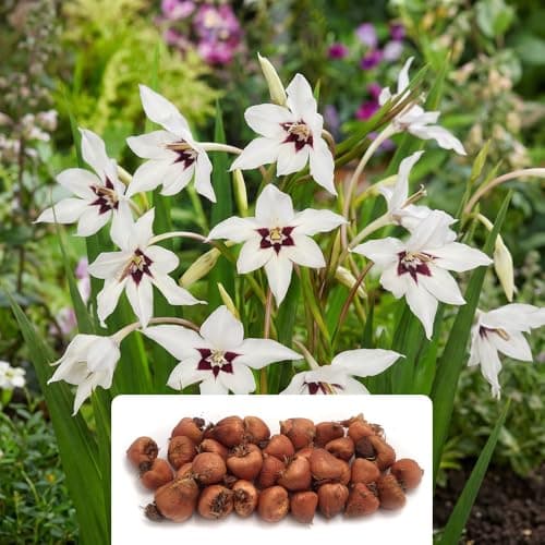Image of 35 x Acidanthera Callianthus ‘Murielae’ Bulbs – Fragrant White Star-Shaped Summer Flowers – Perennial Gladiolus – Ideal for Borders & Pots – UK Climate Grown