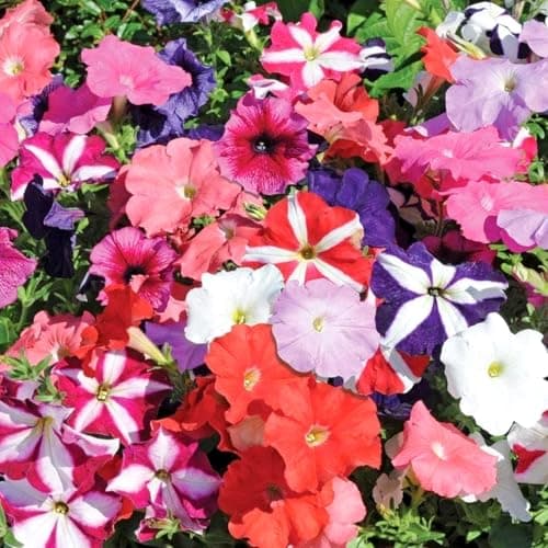 Image of Carbeth Plants Petunia Mixed Summer Bedding Plants 1 x 6 Pack - Easy to Grow Pollinator Friendly Shrubs - Outdoor Garden Flowers Ready to Plant - Perfect for Hanging Baskets, Pots & Borders