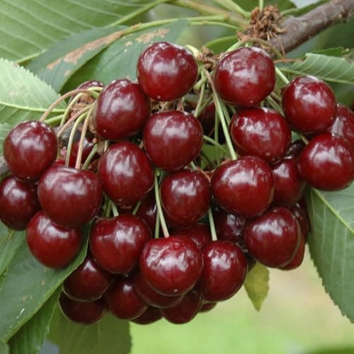 Image of YouGarden Pair of Compact Sweet Cherry 'Porthos', 2 x Established 50cm Tall Bushes, Supplied as 2 x 3L Pots, Ideal for Small Gardens & Patios, Grow Your Own Cherry Trees in Your Garden