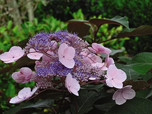 Image of Suttons Hardy Perennial Hydrangea Aspera Macrophylla, Deciduous Flowering Shrub, Potted Garden Outdoor Plants Ideal for Cottage Gardens, Patio and Containers (1 x 3.6 Litre Pot)