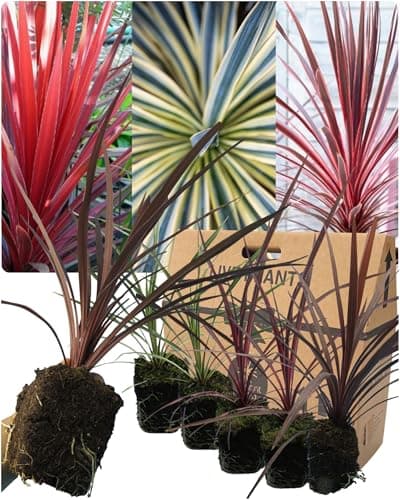 Image of 6 Mixed Live Cordyline Garden Plants - 2 Red Star, 2 Charlie Boy & 2 Torbay Dazzler. Grown in Large 13cm Pots, 30-40cm Tall. Ornamental Hardy Evergreen Garden Ready Outdoor Shrub or Indoor House plant
