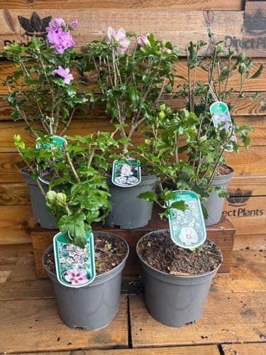 Image of Direct Plants 5 Mixed Extra Large Hibiscus Shrubs in 3 Litre Pots