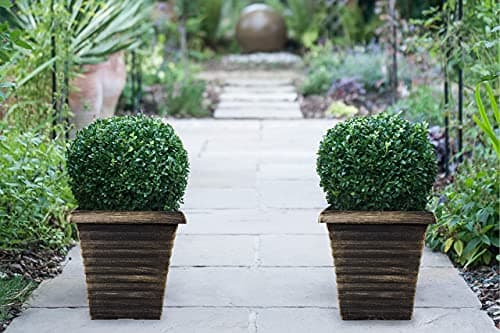 Image of Buxus Sempervivum Ball in 23cm Nursery Pot Plus Biscotti Planter By Suttons (1)