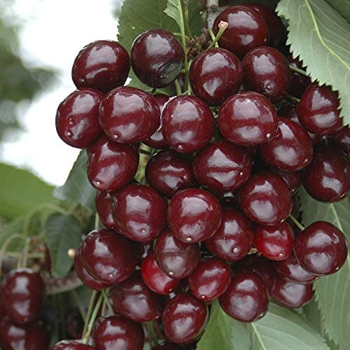 Image of YouGarden Compact Sweet Cherry 'Porthos', Established 50cm Tall Bush, Supplied in a 3L Pot, Ideal for Small Gardens & Patios, Grow Your Own Cherry Tree in Your Garden