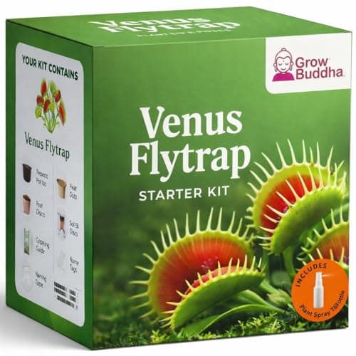 Image of Grow Your Own Venus Fly Trap Kit – Easily Grow Your Own Carnivorous Plant with Our Complete Beginner Friendly Seeds Starter Kit – Unique Gift Idea - Venus Flytrap Plant
