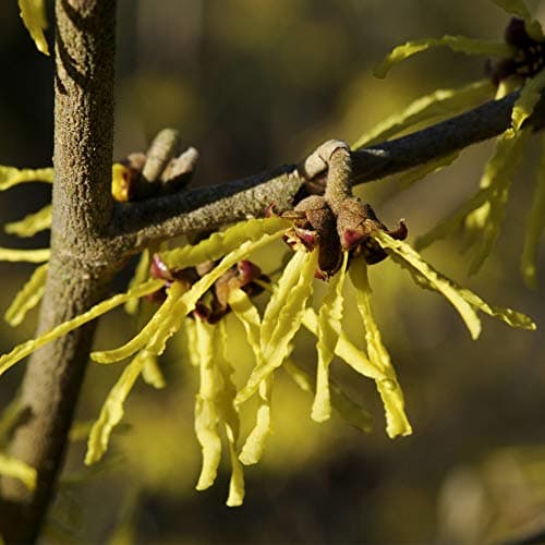 Image of Potted Winter Flowering Shrub Witch Hazel for Gardens & Outdoors, Low Maintenance Baring Fragrant Yellow & Orange Flowers, 2 x Hamamelis Arnold Promise in 9cm Pots