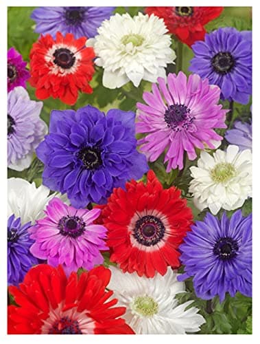 Image of 20x Anemone St Brigid Mixed Colours Bulbs Spring Summer Flowering Corms Garden Perennial Flowers Size 4/5
