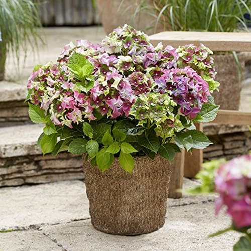 Image of Hydrangea Plants Outdoor Garden Ready macrophylla 'Lady MATA Hari Pink’ Royalty Collection Deciduous Hardy Shrub Easy to Grow Your Own Garden Flowers 1x 2-Litre Potted Plants by Thompson & Morgan