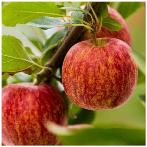 Image of Dwarf Patio Gala Apple Tree 5L Pot, Self-Fertile, Miniature, Sweet Flavour, Good for Juice 3fatpigs®