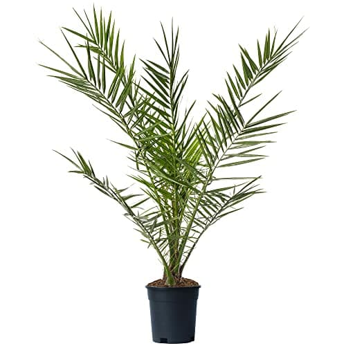 Image of Canary Island Date Palm - Phoenix Canariensis Plant | Outdoor Hardy Tall Evergreen Exotic Tropical Palm Tree Potted | Feature Garden Plant - 100-125cm