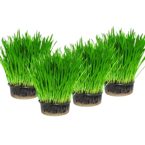 Image of Cat Grass x 4 Pack (Grow your own kits) By Cat FurNature