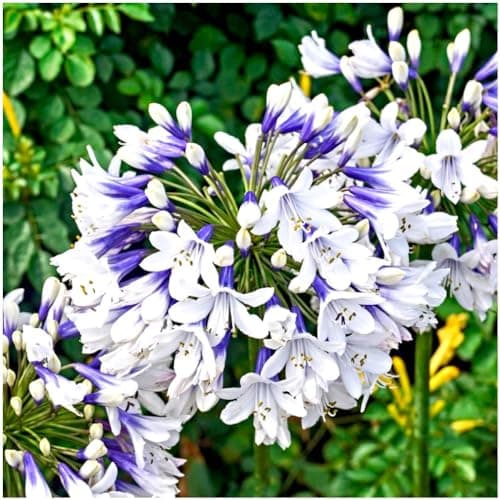 Image of GrowOn Shrubs Agapanthus 'Twister' African Lily | Evergreen Perennial | Outdoor Garden Ready Plant | Summer and Autumn Flowering | Bio-Coloured, Blue, White Flowers
