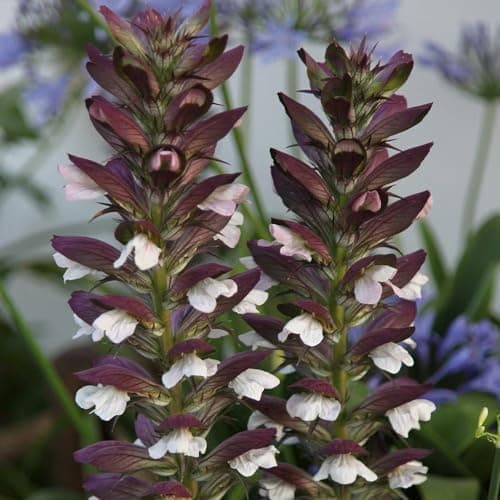Image of Plant Theory Bears Breeches Perennials Flowering Plants Acanthus Mollis 2L Pot