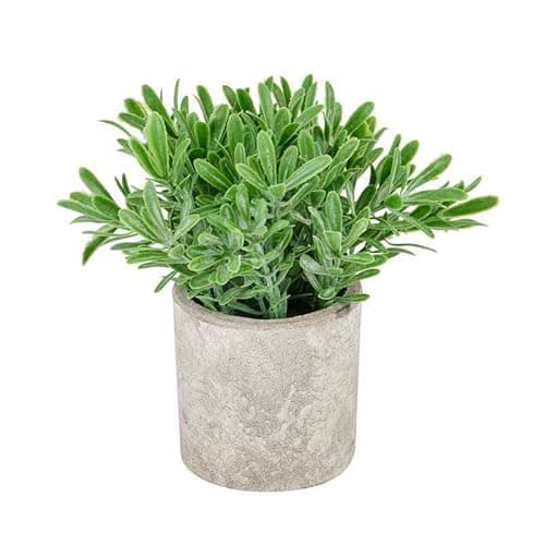 Image of Buxus Plant in Stone Effect Pot Artificial Plant - Plastic - L14 x W14 x H20 cm - Green