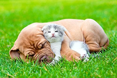 Image of 100-piece puzzle Dogs-Cats-Kittens-Dogue 45.5x35.5CM
