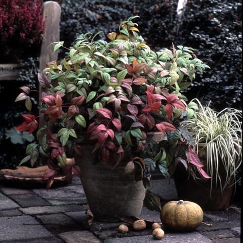 Image of Nandina domestica 'Fire Power' Compact Dwarf Shrub Stunning Red Foliage Summer Flowers and Berries Perfect for Containers 1X or 3X 9cm Pots by Thompson and Morgan
