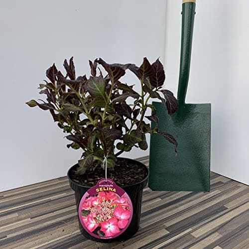 Image of Hydrangea Selina Supplied in a 3 Litre Pot