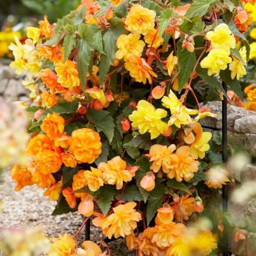 Image of YouGarden - 20 x Begonia 'Apricot Fiery Shades' Bedding Plants | 20 x Garden Ready Plugs for Handing Baskets or Flower Beds | Begonia Perennial Outdoor Plants for Gardens | Butterfly & Bee