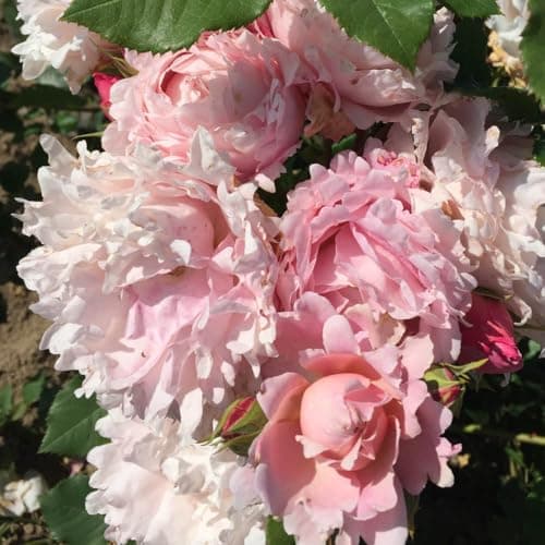 Image of YouGarden Rose 'Sophie Rochas' in a 4 litre Pot