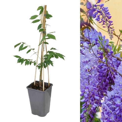 Image of Carbeth Plants - 1 x Chinese Wisteria Sinensis Prolific in 2L Pot - Vigorous Climbing Hardy Shrub - Aromatic Cascading Blue Violet Flowers - Ideal for Walls, Trellises or Arbours