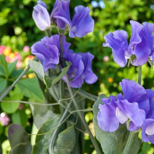 Image of Carbeth Plants Sweet Pea Plant in 9cm Pot - Fragrant Climbing Annual Flowers - Colourful Summer Blooms - Ideal for Trellis, Arches & Cottage Gardens (6, Blue)