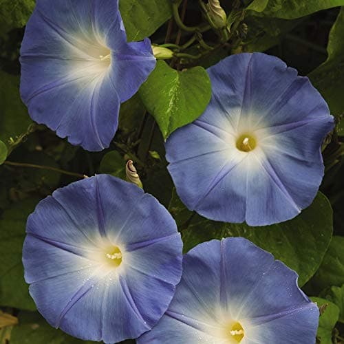 Image of Morning Glory ‘Heavenly Blue’ (Ipomoea Tricolor) 1 Packet (50 Seeds) by Thompson and Morgan