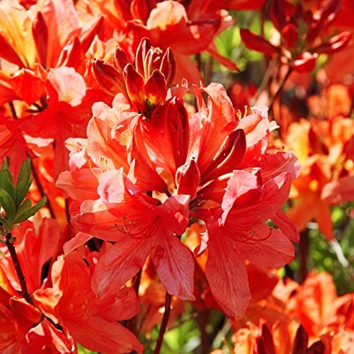 Image of Azalea 'Dwarf Orange' Rhododendron Compact Spring Flowering Evergreen Hardy Shrub Orange Blooms Easy to Grow Your Own Garden Flowers 1x 9cm Potted Plant by Thompson &Morgan
