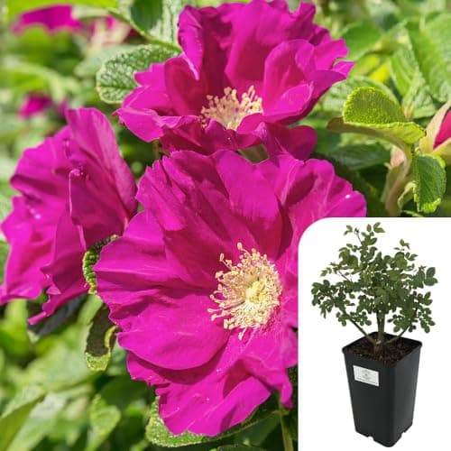 Image of Rosa Rugosa Shrub Rose – Fragrant Pink Blooms, Hardy & Disease-Resistant – Potted Live Plant in 3L Pot – Year-Round Growth, Low Maintenance, Perfect for Gardens & Landscaping