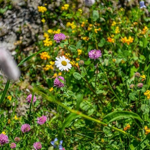 Image of Wildlife Mixture Wildflower Seeds – Colourful Blooms Attracting Bees & Butterflies – RHS Plants for Pollinators – Hardy Perennial – for Your Beautiful Garden