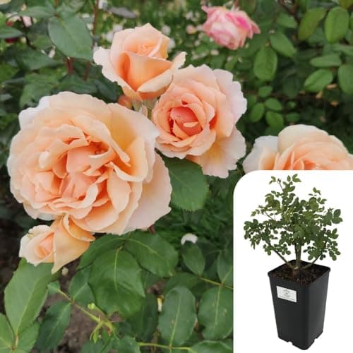 Image of 1 x Rosa ‘Just Joey’ – 3L Potted Hybrid Tea Rose – Award-Winning Apricot-Orange Blooms – Intensely Fragrant, Repeat Flowering – Ideal for Borders, Pots & Cut Flowers – for Your Beautiful Garden