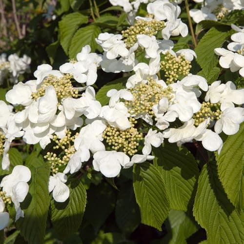Image of YouGarden Viburnum plicatum 'Kilimanjaro Sunrise', Established Plant in 3L Pot, Ready to Plant
