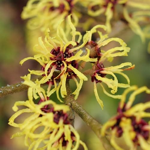 Image of Hamamelis Pallida Witch Hazel Plant - Winter Flowering Hardy Shrubs for Garden All Year Round - Position these Live Plants in Beds, Borders, or Pots for Awesome Winter Garden Colour Interest (15-30cm)
