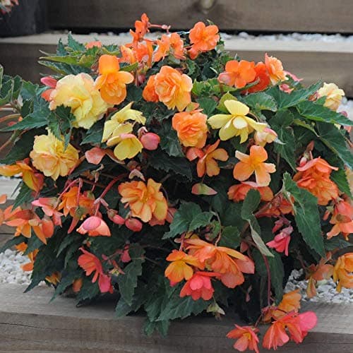 Image of Begonia Apricot Shades Garden Ready Plugs Bedding & Hanging Basket Plants for Instant Impact & Colour 1 x Pack of 24 Garden Ready Begonia Apricot Shades by Thompson & Morgan
