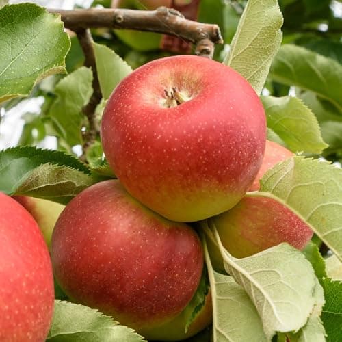 Image of Apple Gala Fruit Tree, 5 Litre Pot