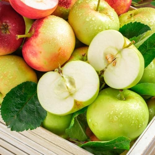 Image of Apple Duo-Apple Tree - Two Delicious Varieties Grafted on One Dwarf Rootstock - 24cm Pot Thompson & Morgan