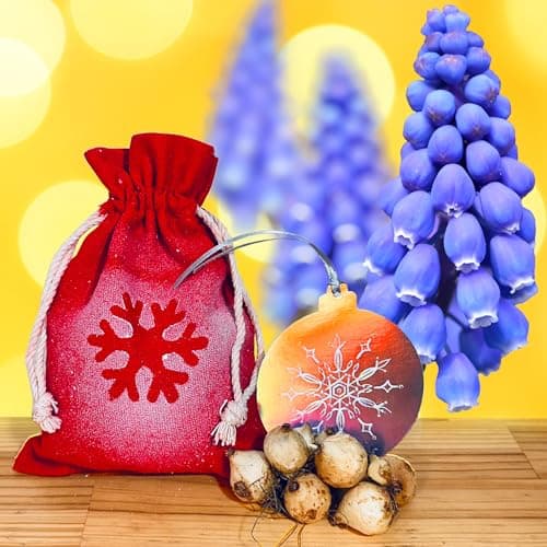 Image of 30 Muscari Armeniacum Grape Hyacinth Bulbs in Red Gift Sack – Christmas Festive 7/8cm Flower Bulb Gift Set for Winter Planting Spring Blue Flowers Garden Borders Pots - Seasonal Gardening Present