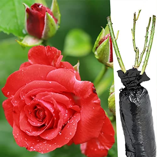 Image of 1 Fragrant Rosa Nina Weibull Pastel Red Climbing English Rose Bare Rooted Bush Plant -Brighten Garden Outdoor Landscape Shrub Border Walkway Hedge