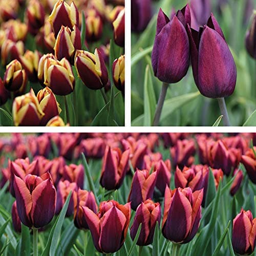 Image of Hardy Tulip Bulbs Plant Collection Garden Plant Hardy Bulb Flowering Garden Plants Easy to Grow Your Own 20 x Bulbs by Thompson and Morgan
