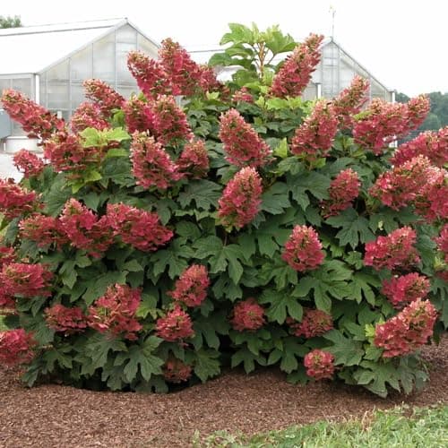 Image of Hydrangea quercifolia 'Ruby Slippers' - Colour-Changing Blooms, Hardy Oak-Leaved Hydrangea for Borders – 1x 3 Litre Potted Plant by Thompson & Morgan
