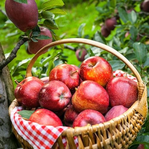 Image of Apple Gala Tree - RHS AGM Award Winner, Sweet Flavour, Ideal for Juicing & Eating, Stores Until January, Supplied in a 5 Litre Pot - Thompson & Morgan