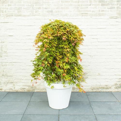 Image of Japanese Maple 'Cascade Emerald' - Acer Palmatum - Weeping Acer with Fiery Autumn Colours - Hardy Ornamental Tree for Containers and Borders – 1x 3 Litre by Thompson and Morgan
