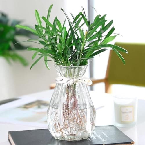 Image of TSKDKIT Clear Glass Vase Decoration Flowers Glass Bottle Thicken Vase with Ribbon Glass Vase for Gift Wedding Living Room Modern Decor(18 x 8cm)