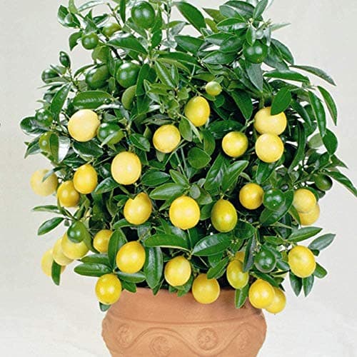 Image of Fragrant White Flowers Lemon Plant Citrus Houseplant Grow Your Own Fruit, Patio Plants for Home, Office & Conservatory in 9cm Pot 3X by Thompson & Morgan (3)