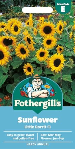 Image of Fothergill's Sunflower Little Dorrit F1 Flower Seeds, 25 Seeds, Sow: Mar-May, Yellow
