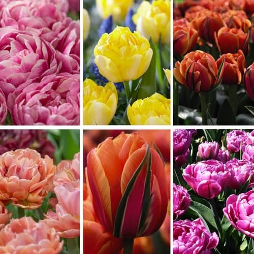 Image of Tulip 'Royal Palace Doubles' Collection - Hardy Bulb - Large Bright Spring Flowers - Easy to Grow - Scented Mixed Varieties - Fresh Cut Flowering Display - 30x Bulbs by Thompson and Morgan (30)