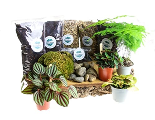 Image of Terrarium Starter Kit Large, Complete Kit with Live Plants and Moss Included