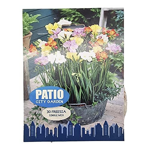 Image of 30 x Freesia Single Mix – Stunning Bulbs Make a Spectacular Show with Funnel Shaped Flowers – Fragrant- Perennial – for Your Beautiful Garden