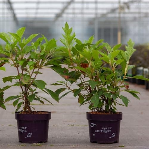 Image of Hydrangea quercifolia 'Ice Crystal' Compact Oak-Leaf Hydrangea with White Conical Flowers and Autumn Colorful Foliage 1X or 3X 9cm Litre Pot by Thompson and Morgan