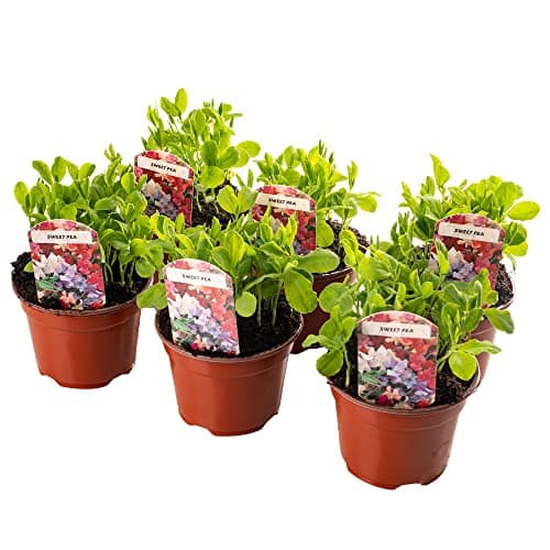 Image of 3 x Bedding Plants - Sweet Pea Tall (Lathyrus odoratus) | Climbing Garden Annuals | Outdoor Bedding, Border, Pot, Patio Flowers