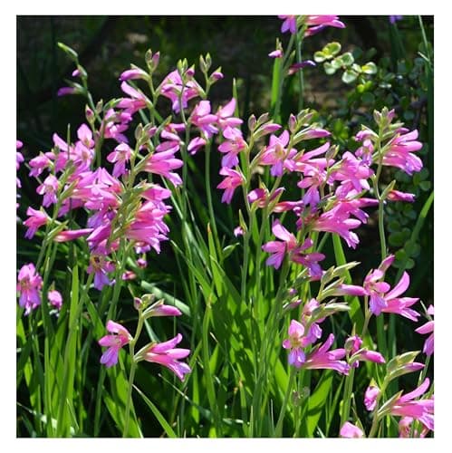 Image of 10x Gladioli Byzantinus Bulbs Spring Flowering Dwarf Gladiolus Colourful Garden Summer Pink Cut Flowers Autumn Planting Hardy Corms